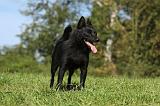 SCHIPPERKE 730